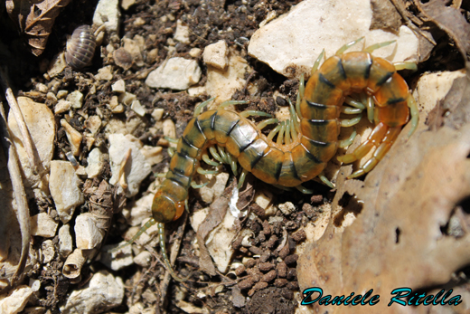 Scolopendra cingulata?